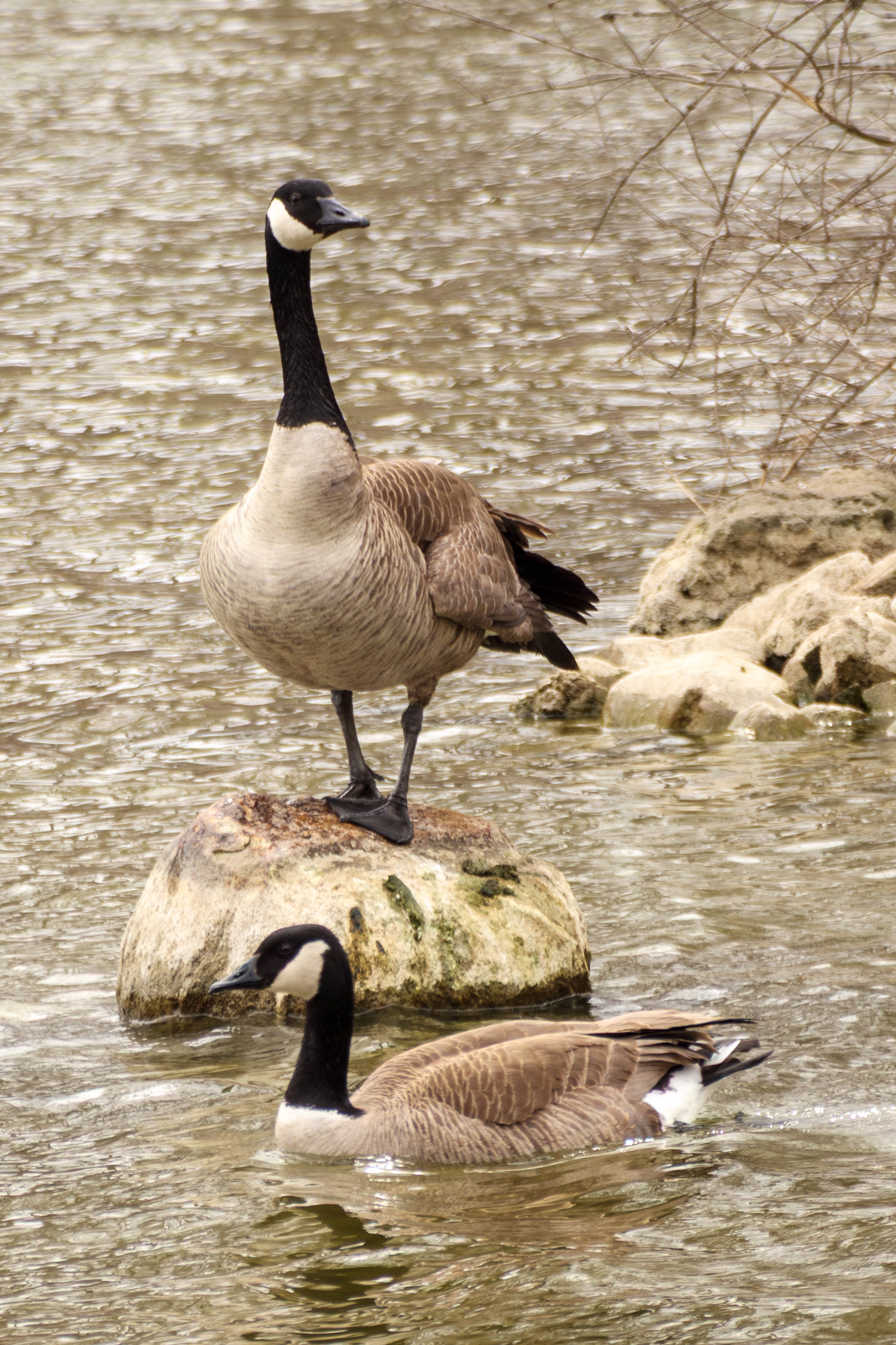 Wildlife photo from the artist emulation project